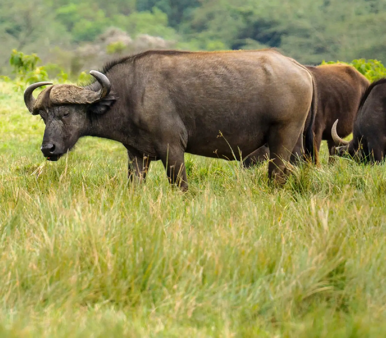Arusha National Park Day Trip Attraction