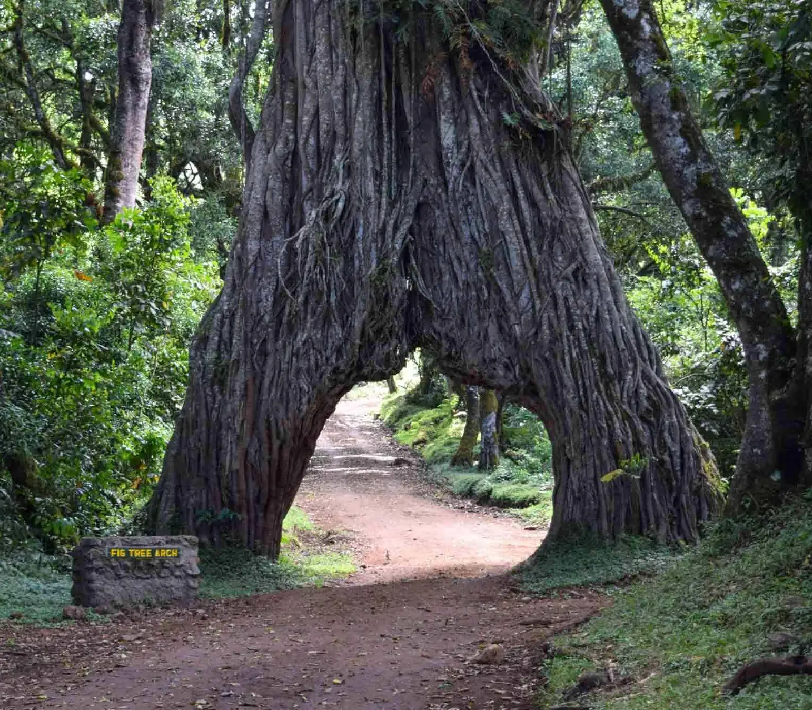 Arusha National Park Day Trip Attraction 