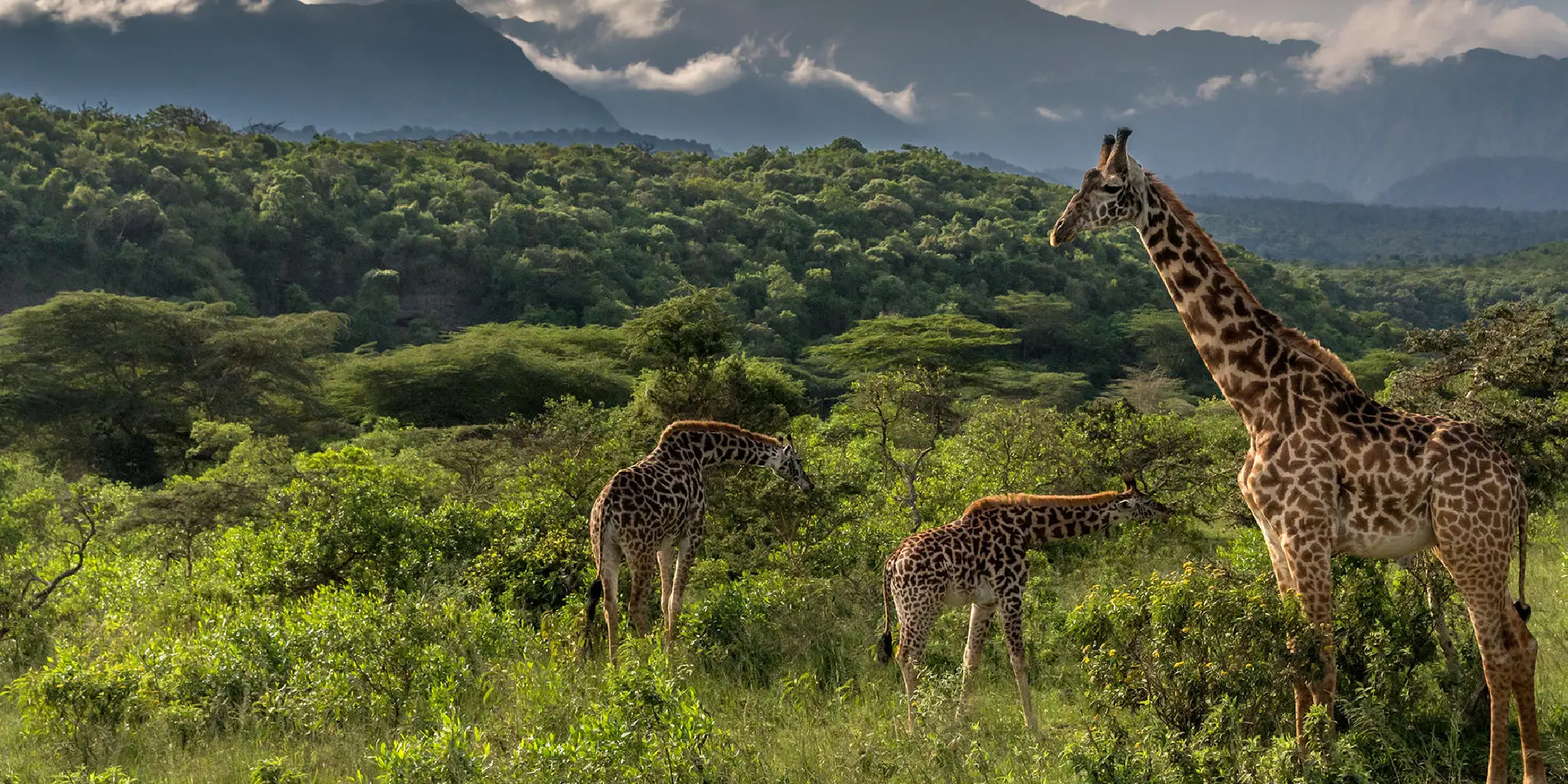 Arusha National Park Day Trip