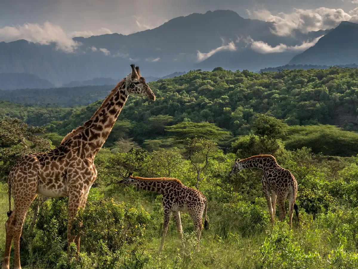 Arusha National Park Day Trip