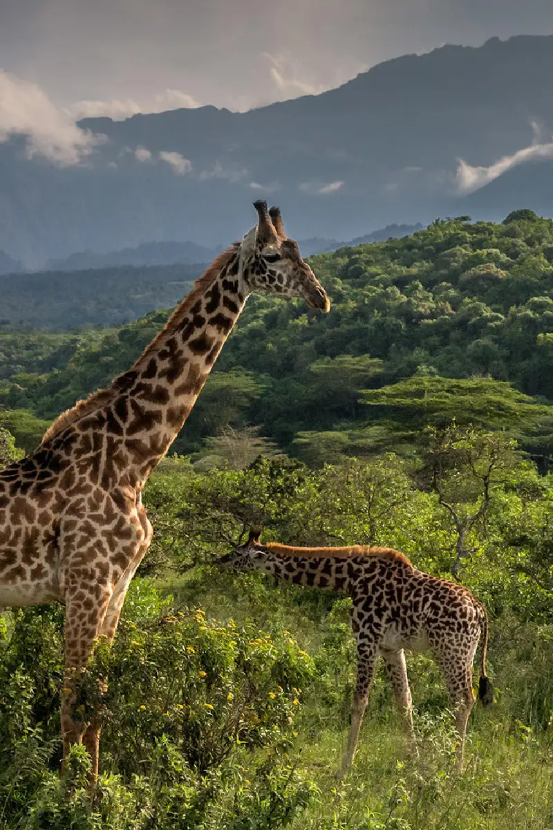 Arusha National Park Day Trip