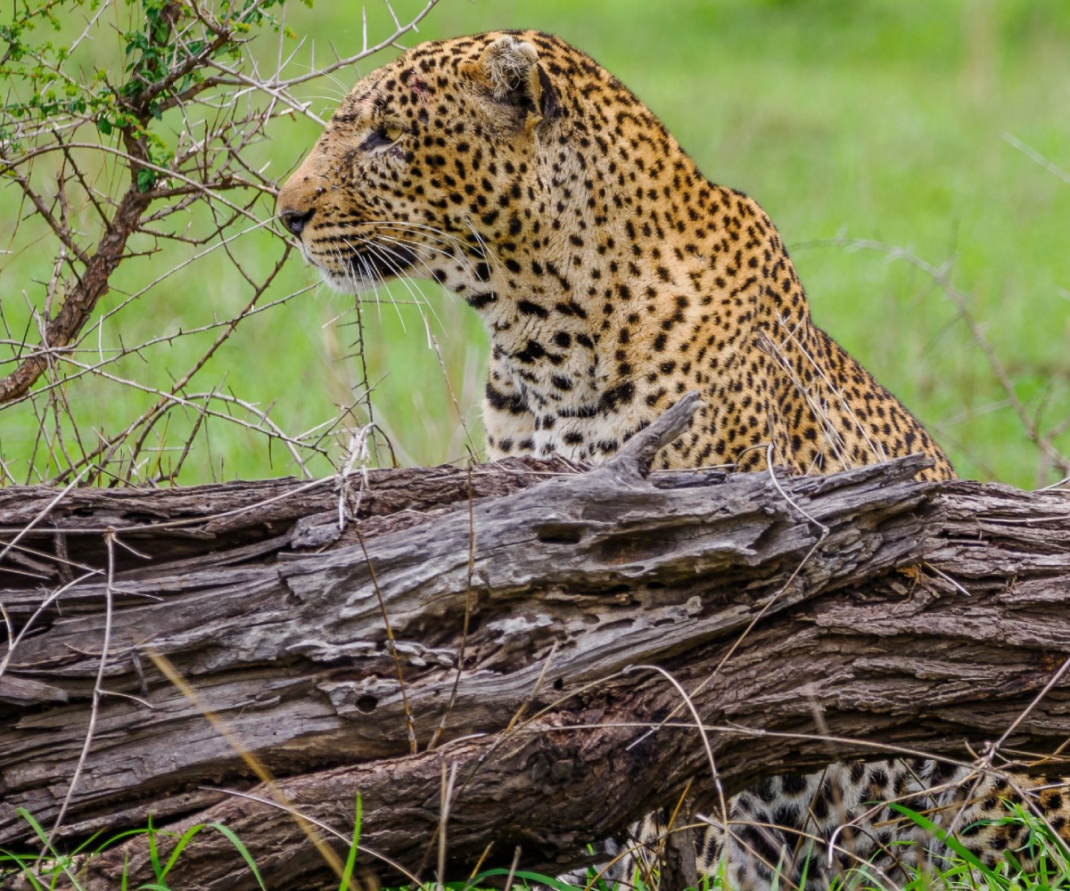 Masai Mara National Reserve