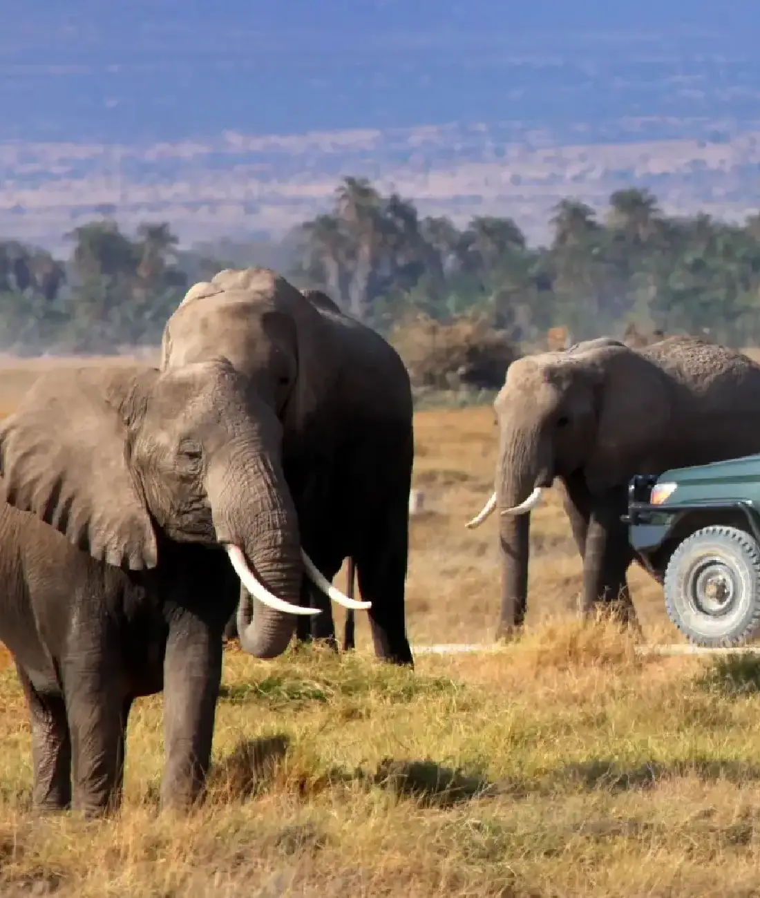 Related Kenya Guide Best Time To Travel To Kenya