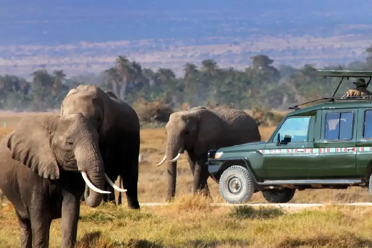 Kenya Travel Guide Best Time To Travel Kenya