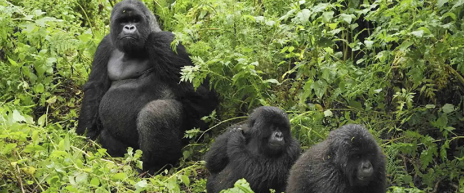 Best Time to Travel Rwanda WildLife