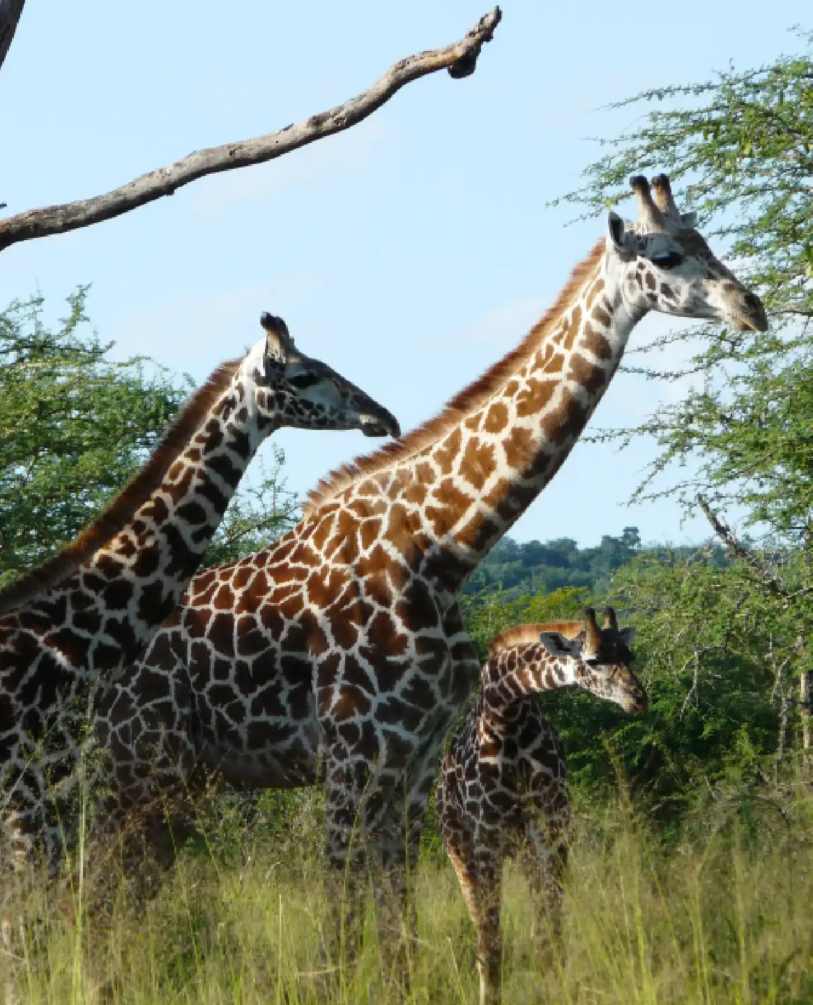 Best Time to Travel Rwanda