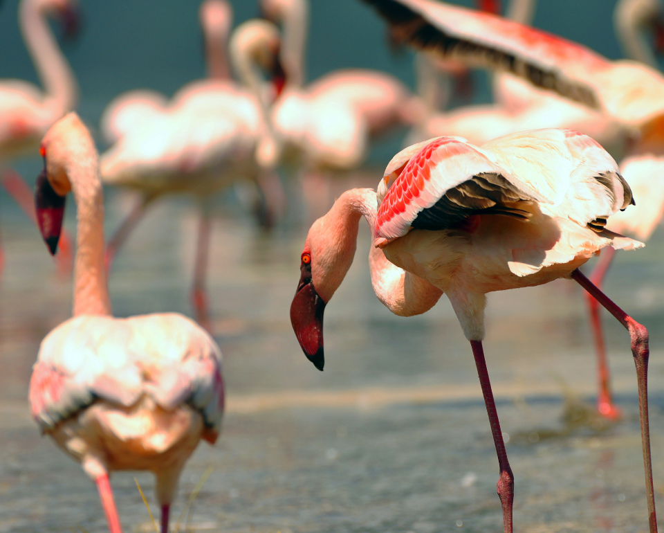 African Birding Experience