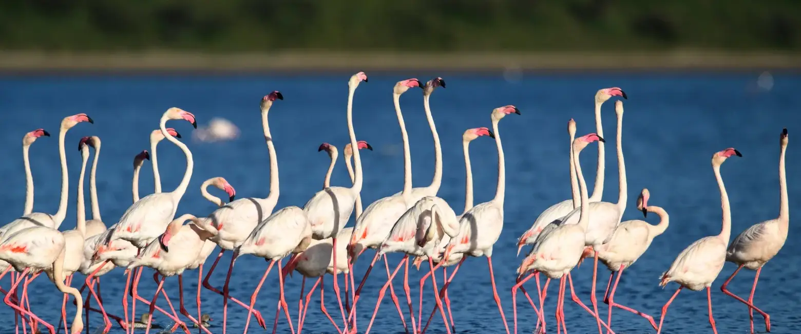 Birding Safaris Wild Life