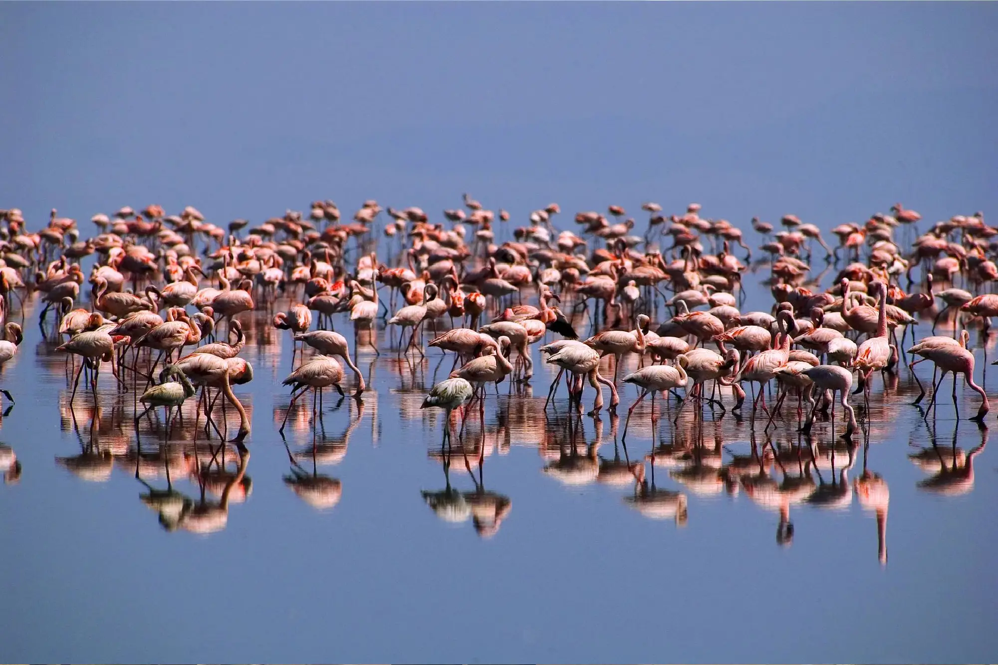 Birding Safaris Attraction