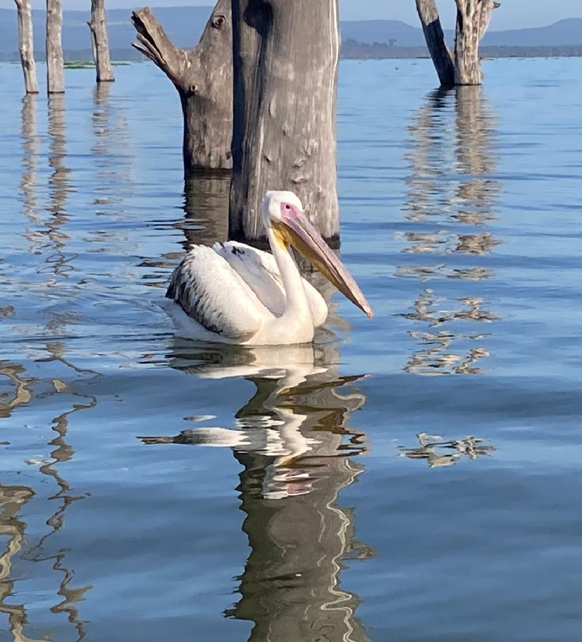 East Africa Safari Experience Birding Safaris