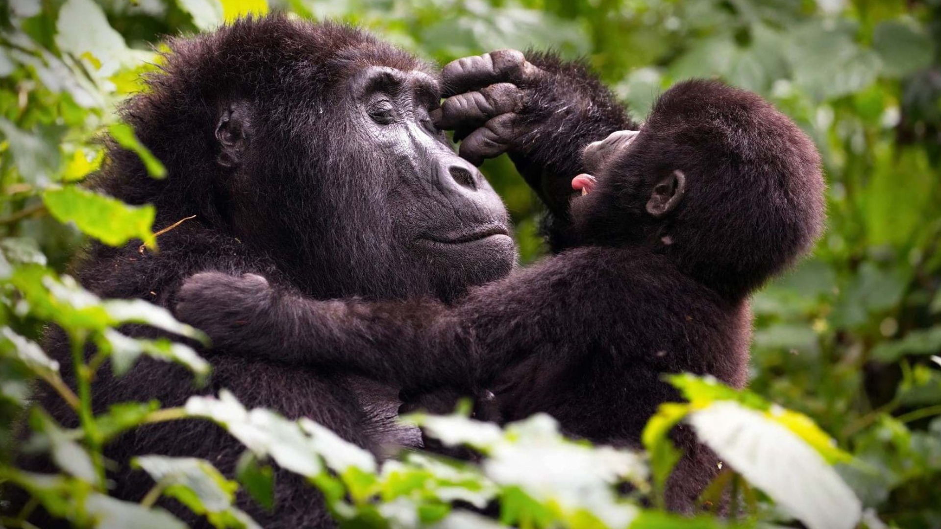 Bwindi Impenetrable National Park Attractions