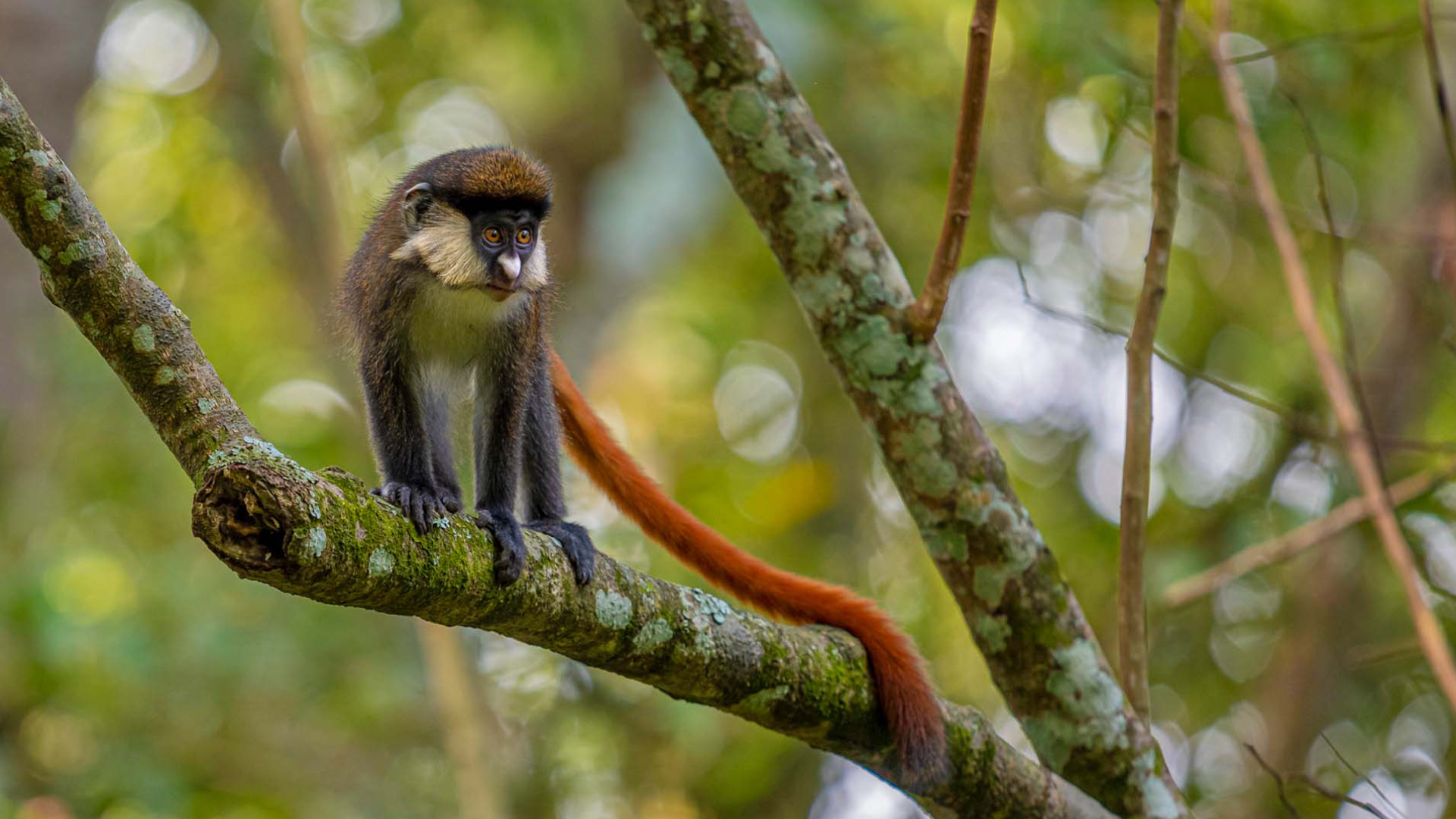 Bwindi Impenetrable National Park Attractions