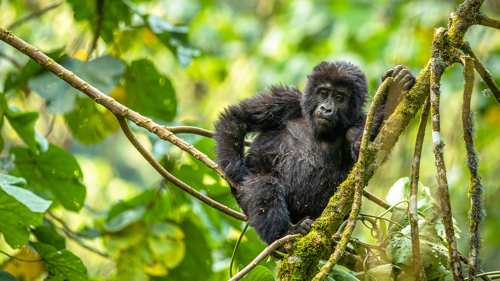 Bwindi Impenetrable National Park Attractions