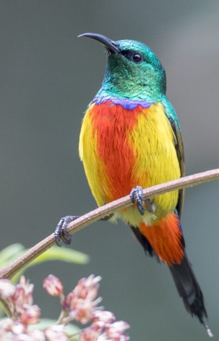 Bwindi Impenetrable National Park Birdwatching 