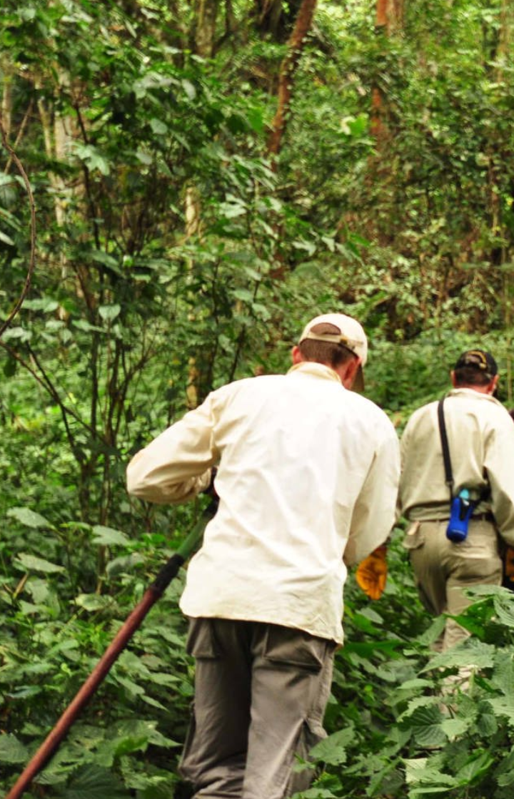 Bwindi Impenetrable National Park Forest Walks