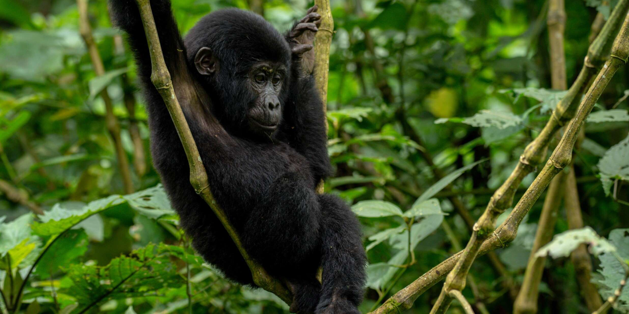 Bwindi Impenetrable National Park
