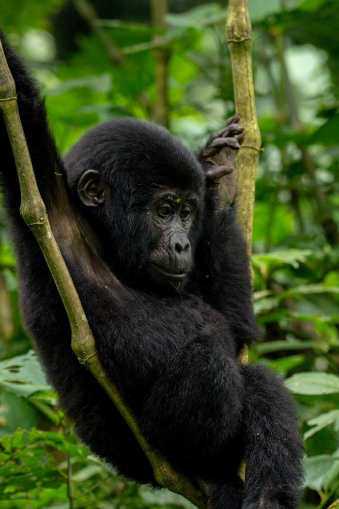 Uganda Destinations Bwindi Impenetrable National Park