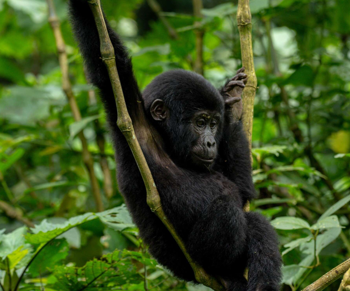 Bwindi Impenetrable National Park