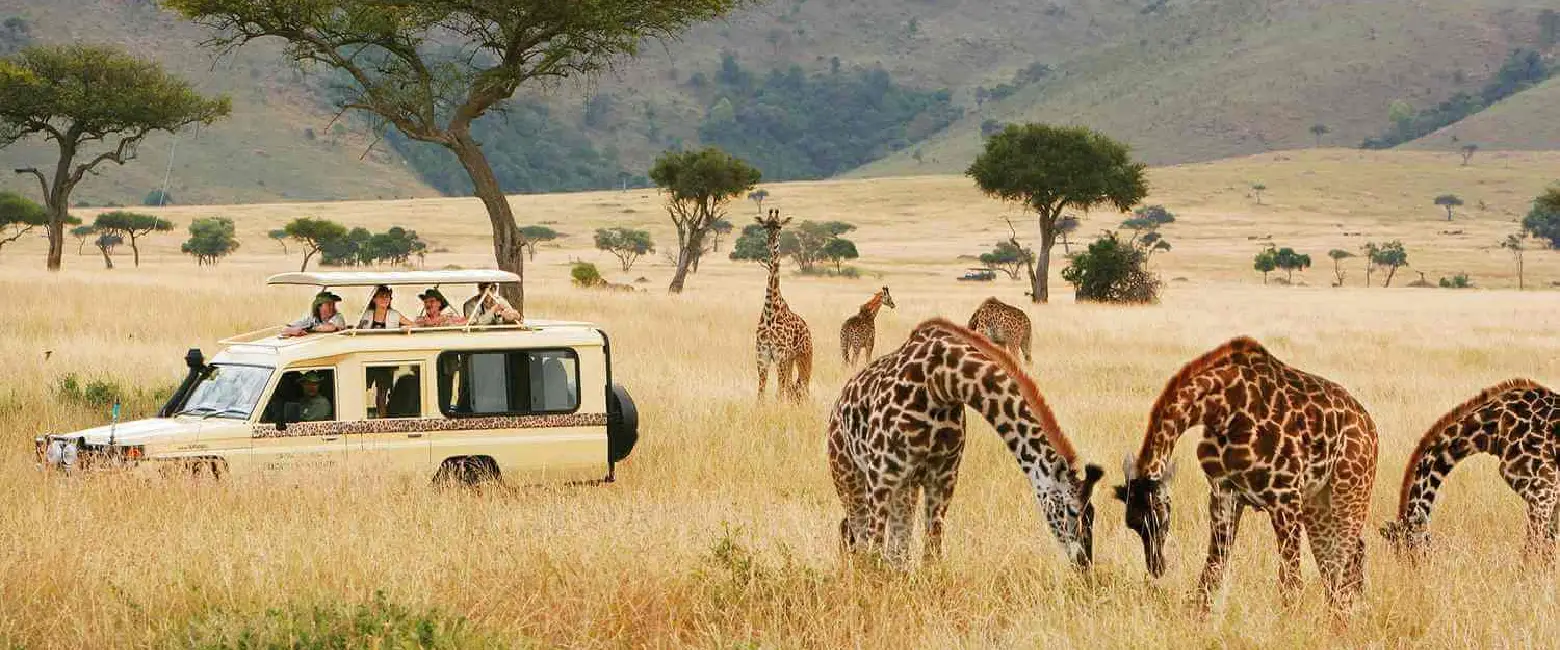 Game Drive wildlife