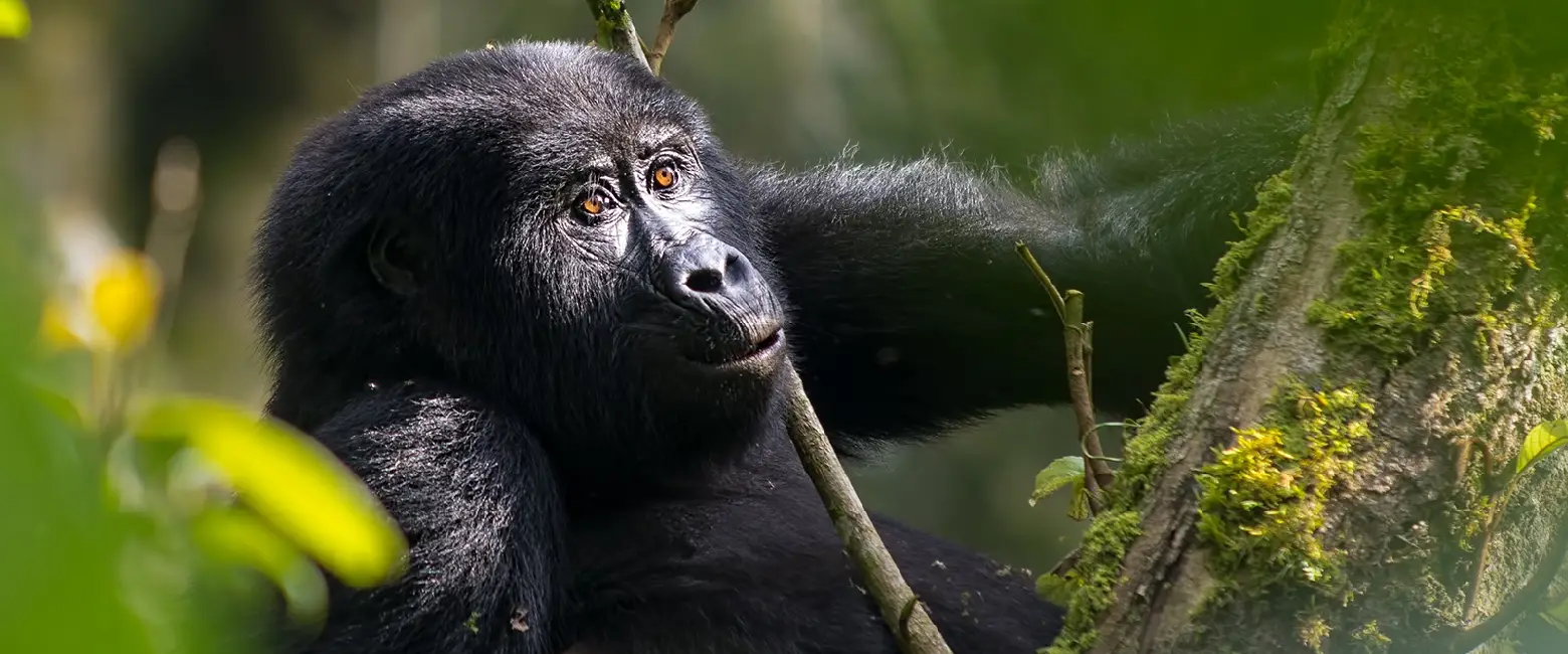 Gorilla Trekking Wildlife