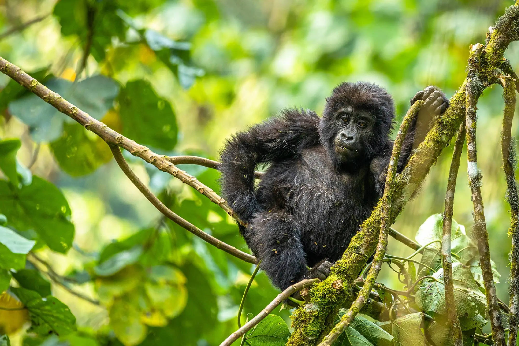 Gorilla Trekking Attraction
