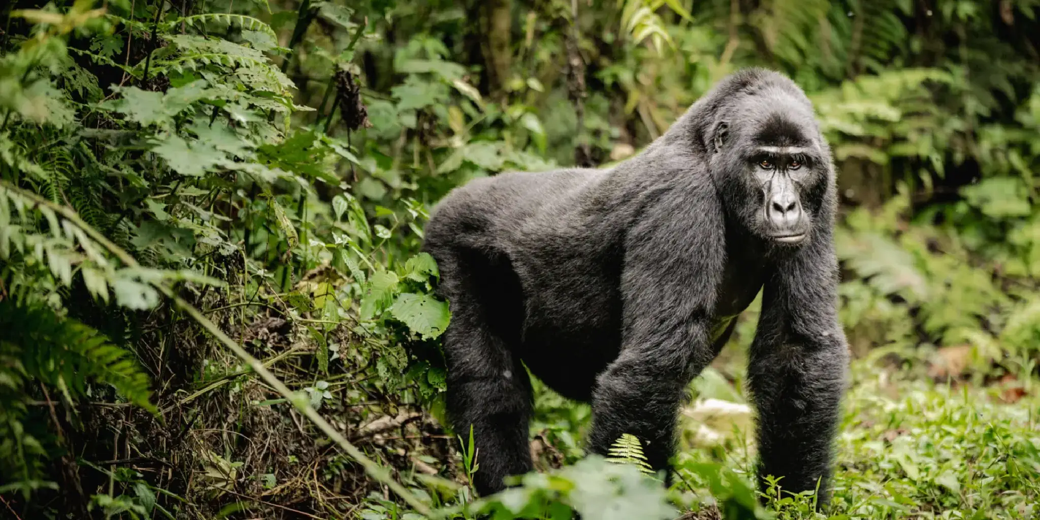 Gorilla Trekking