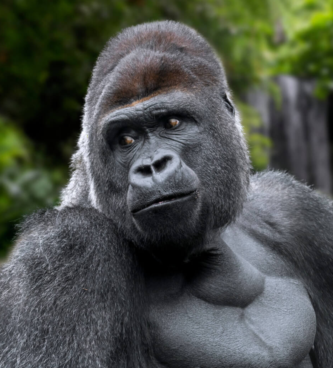 East Africa Safari Experience Gorilla Trekking