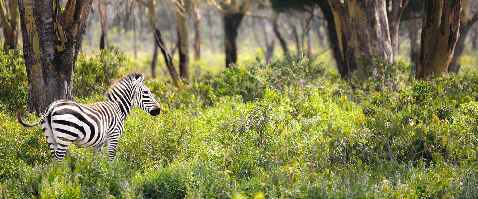 Hell’s Gate National Park Wildlife