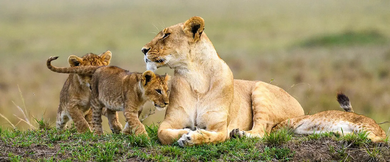 Is Kenya Safe to Travel? Wildlife