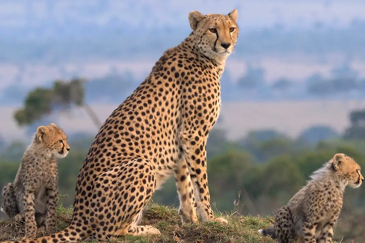 Kenya Travel Guide Is Kenya Safe To Travel