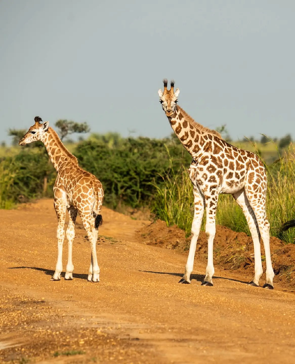 uganda-safe-to-travel