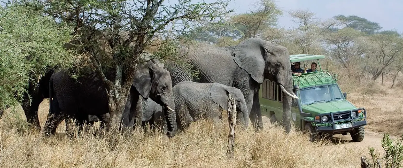 Your Safari and Beyond