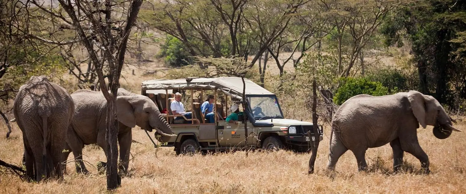 Kenya Safari Cost Wildlife
