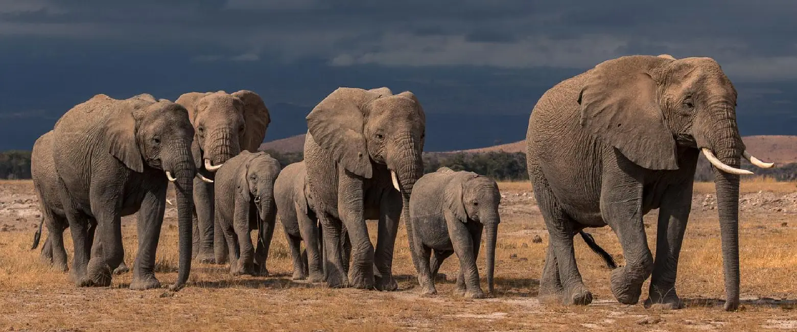 Kenya Safari Big Five