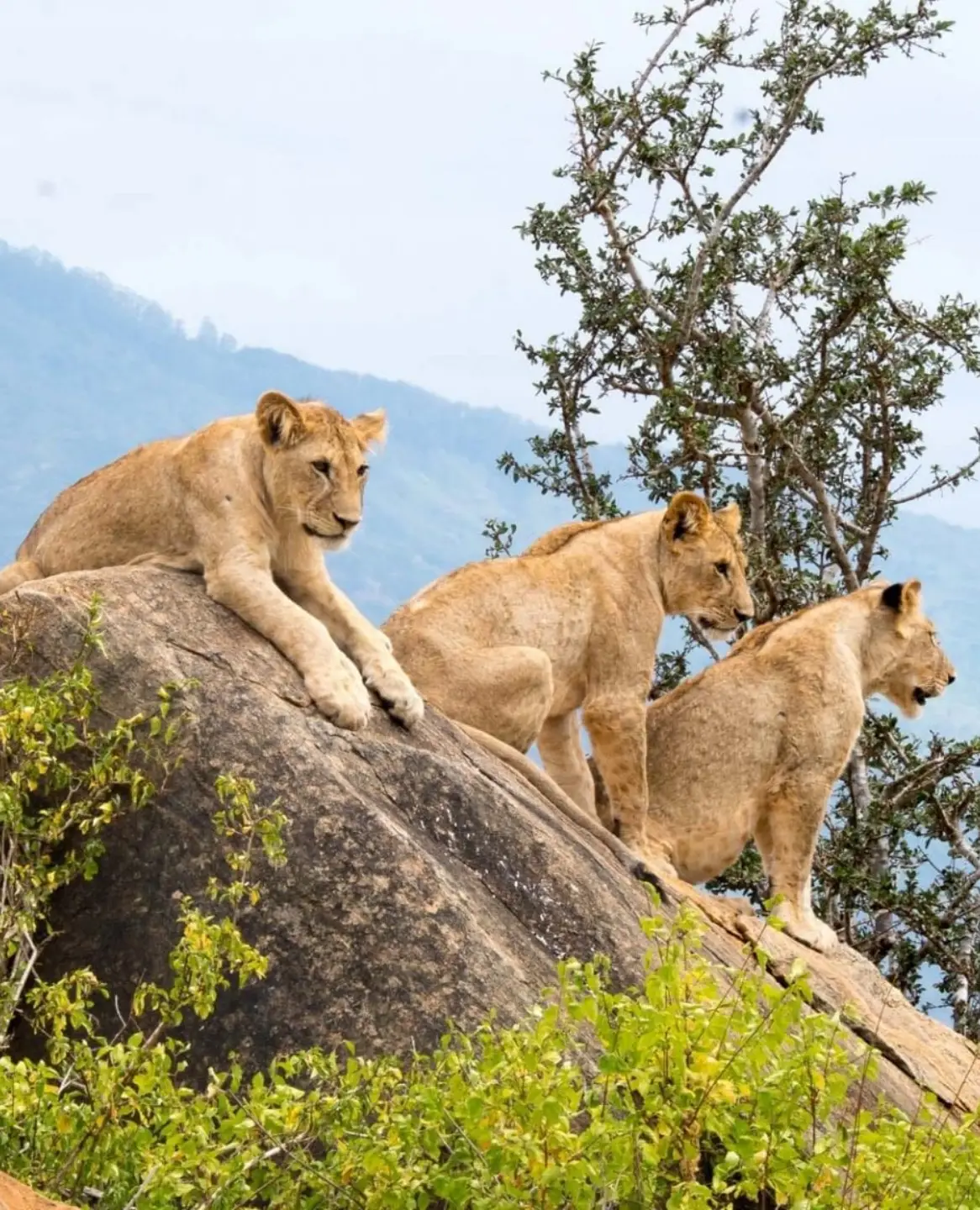 Kenya Safari Attraction