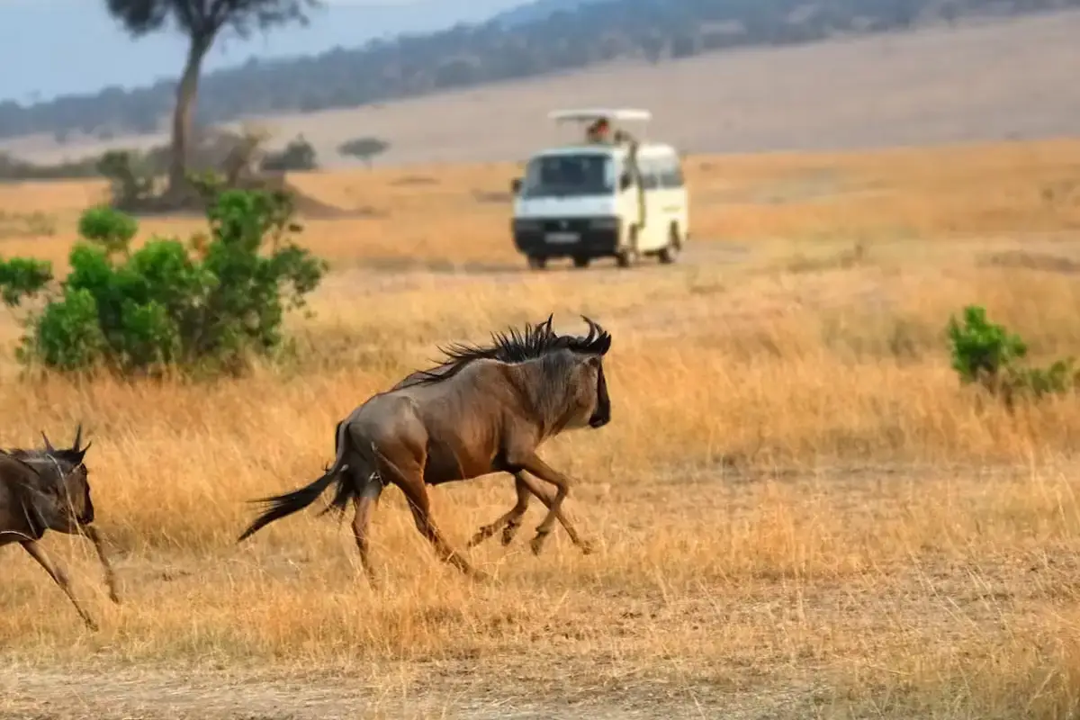 Kenya Travel Guide Kenya Safari Faqs