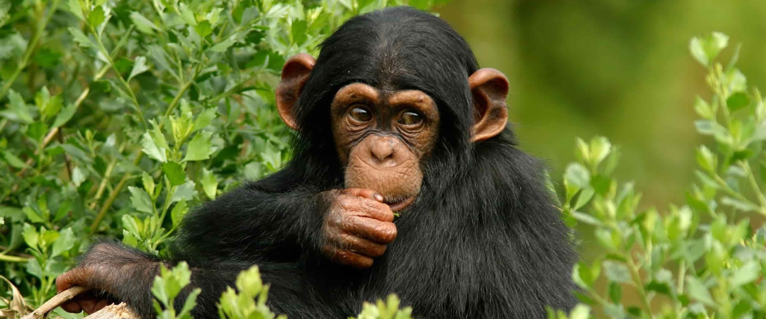 Kibale National Park Wildlife