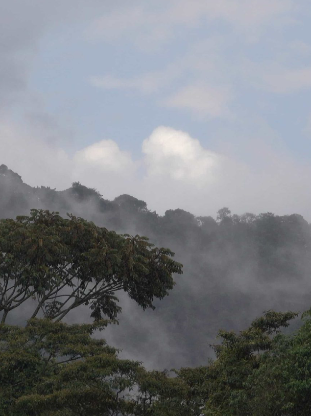 Kibale National Park Wet Season
