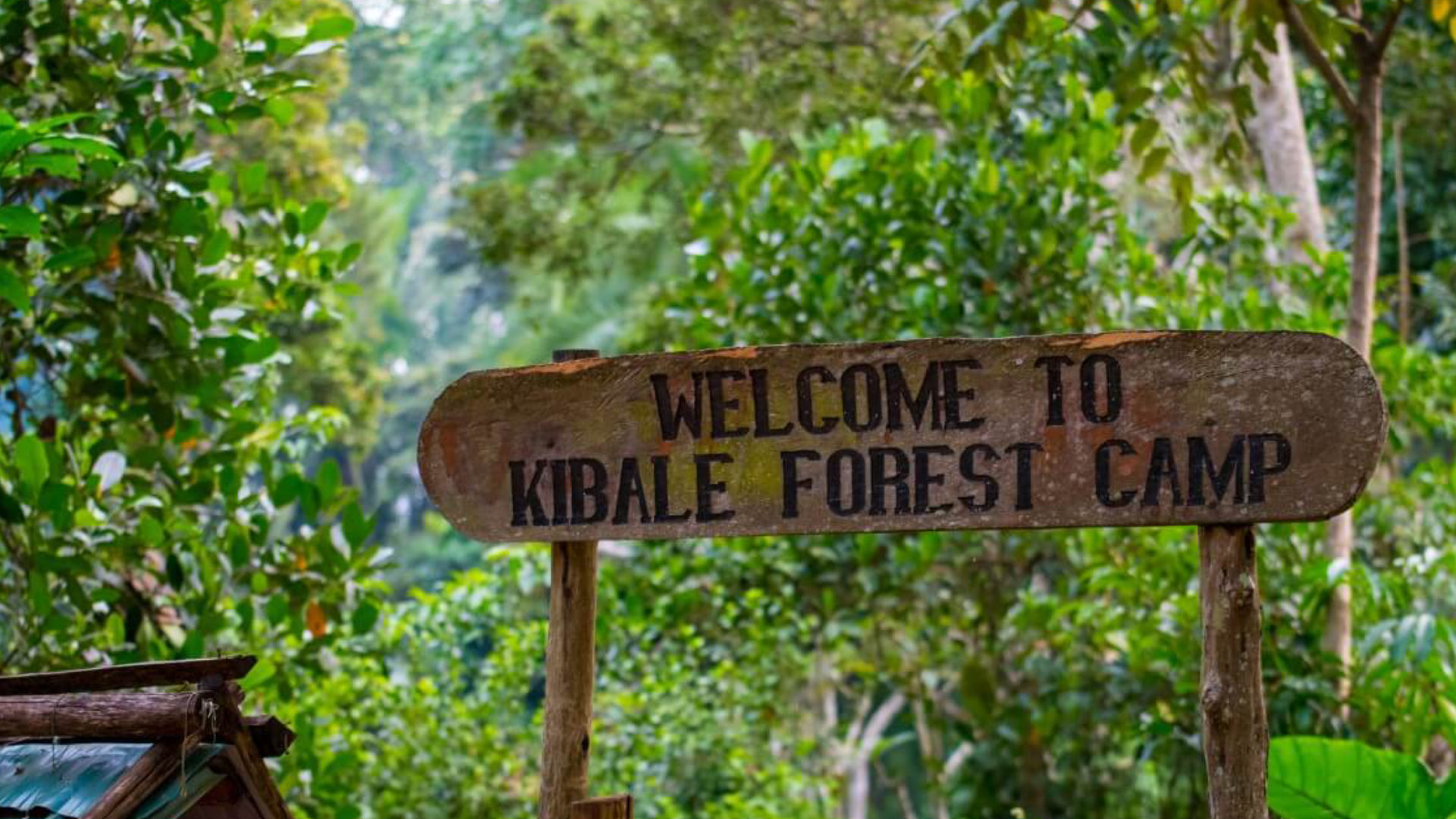 Kibale National Park Attractions