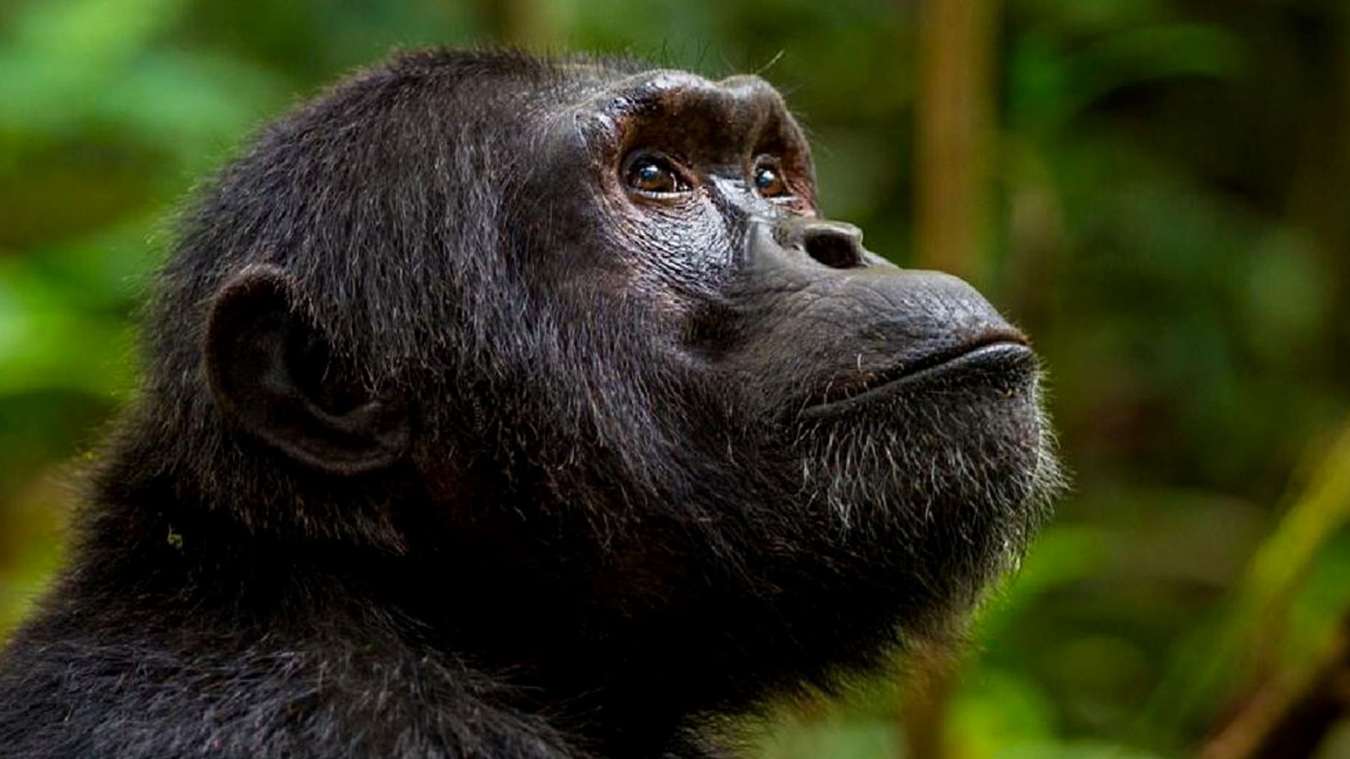 Kibale National Park Attractions