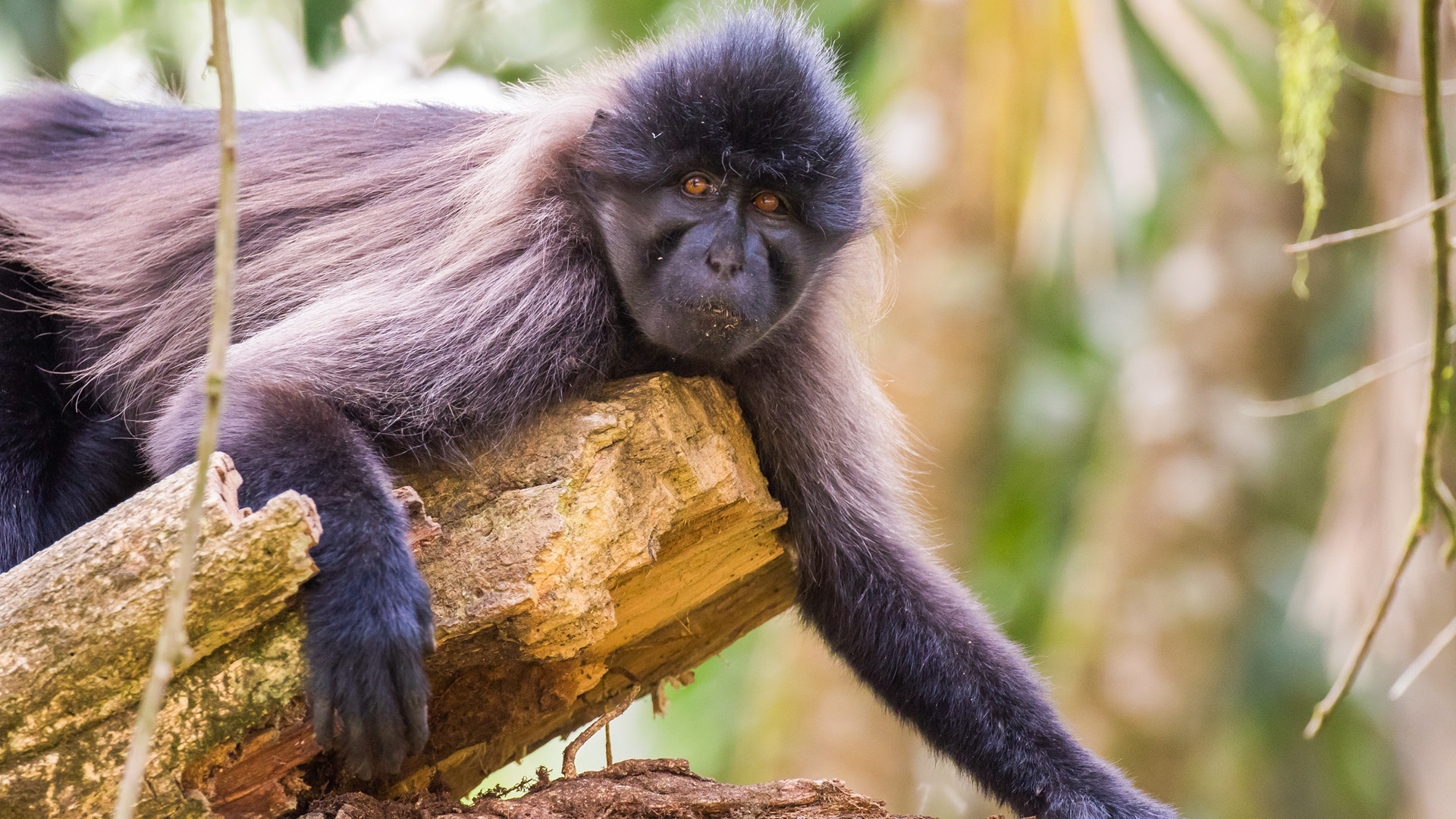 Kibale National Park Attractions