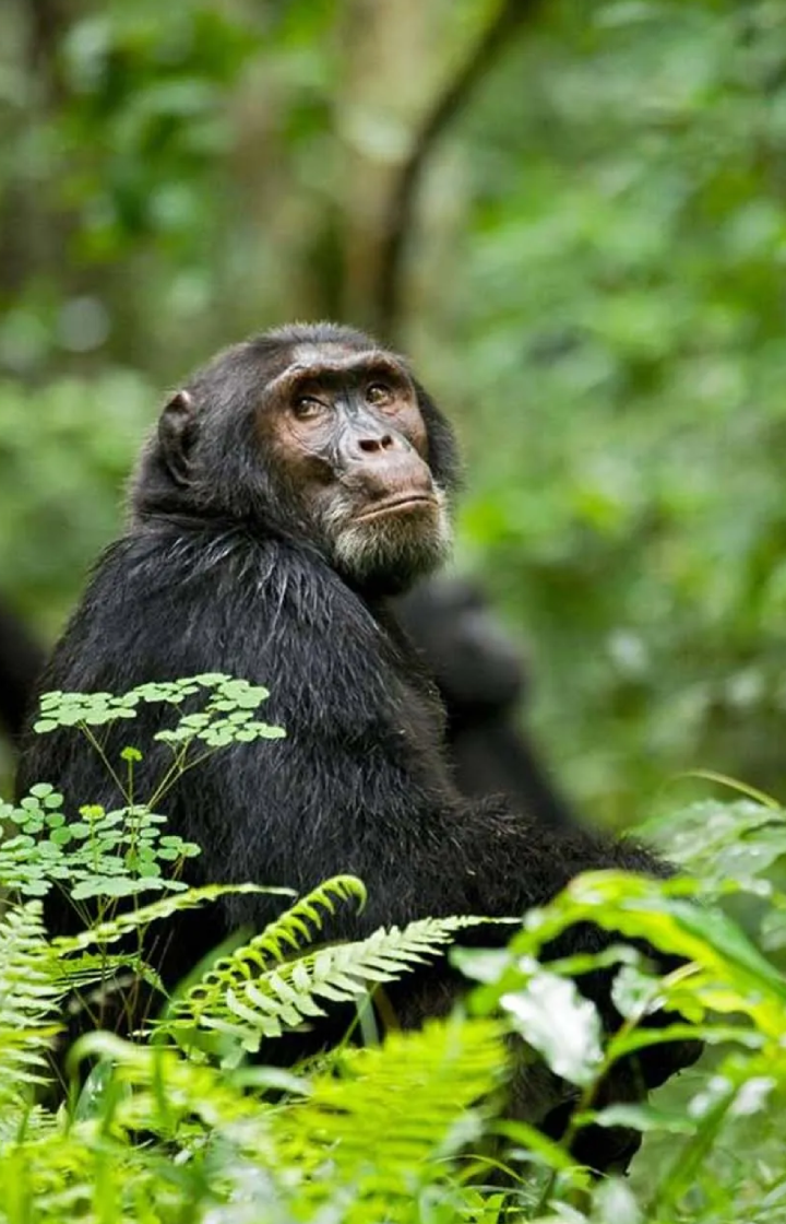 Chimpanzee Trekking 