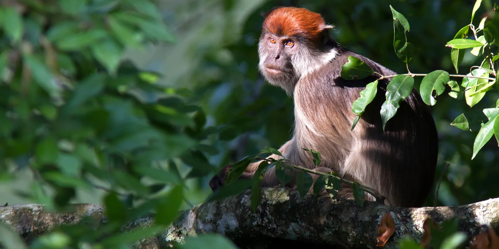 Kibale National Park