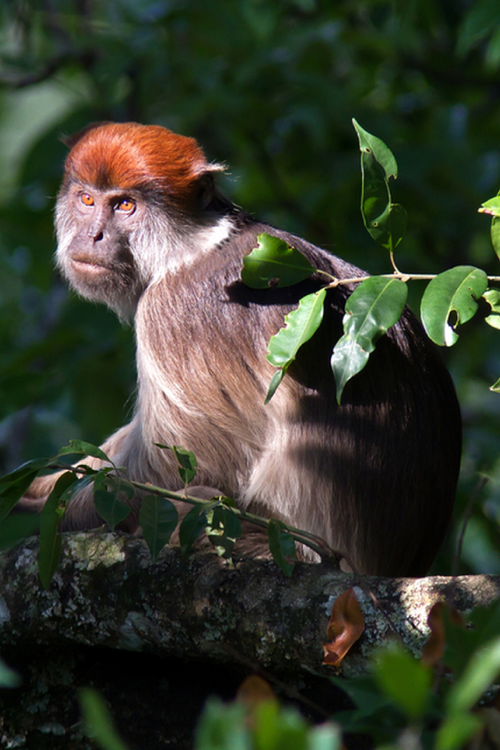 Uganda Destinations Kibale National Park
