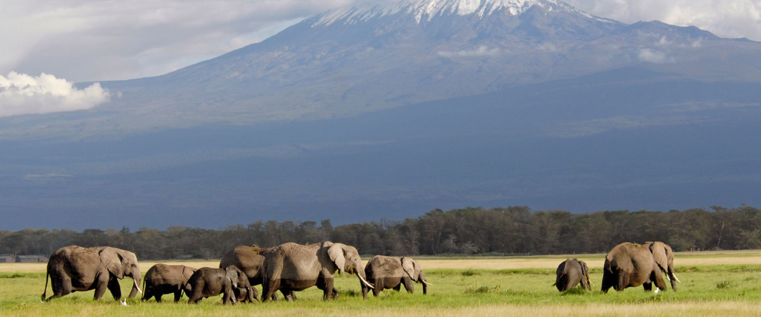 Kilimanjaro National Park Wildlife