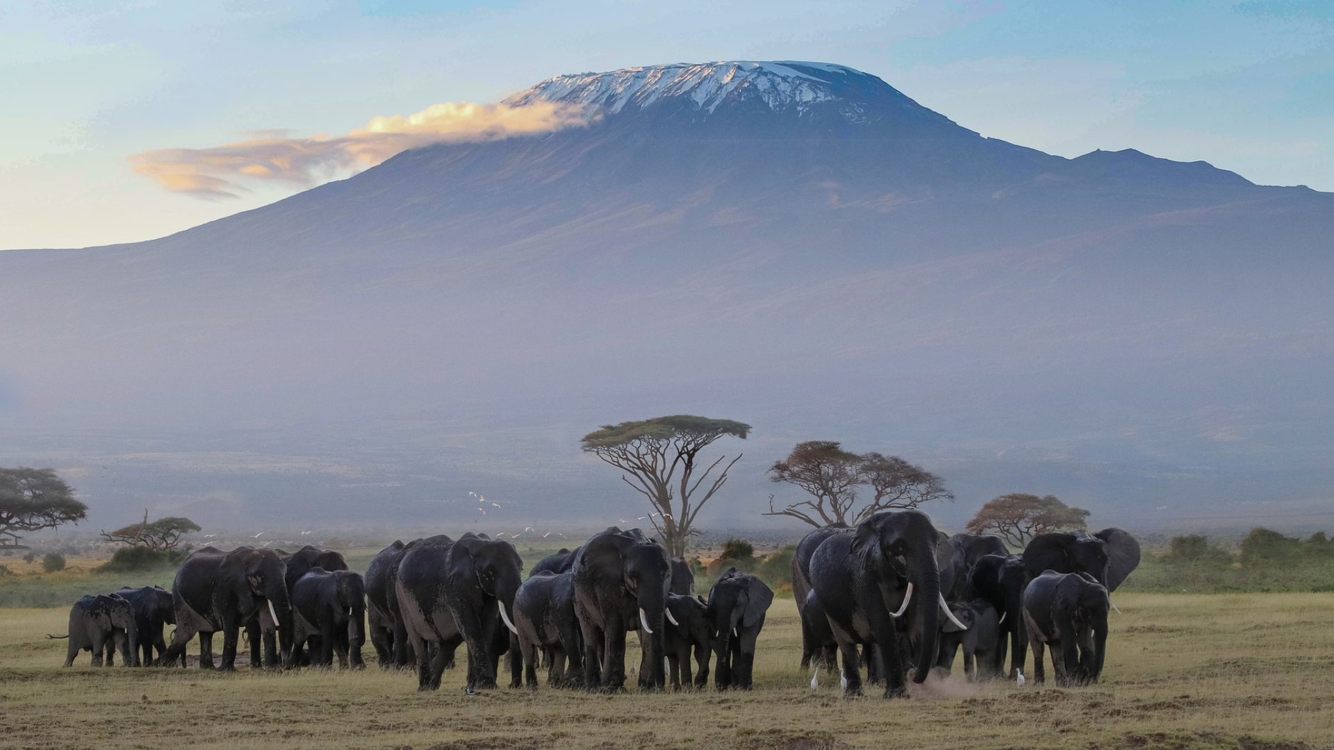 Kilimanjaro National Park Big Five