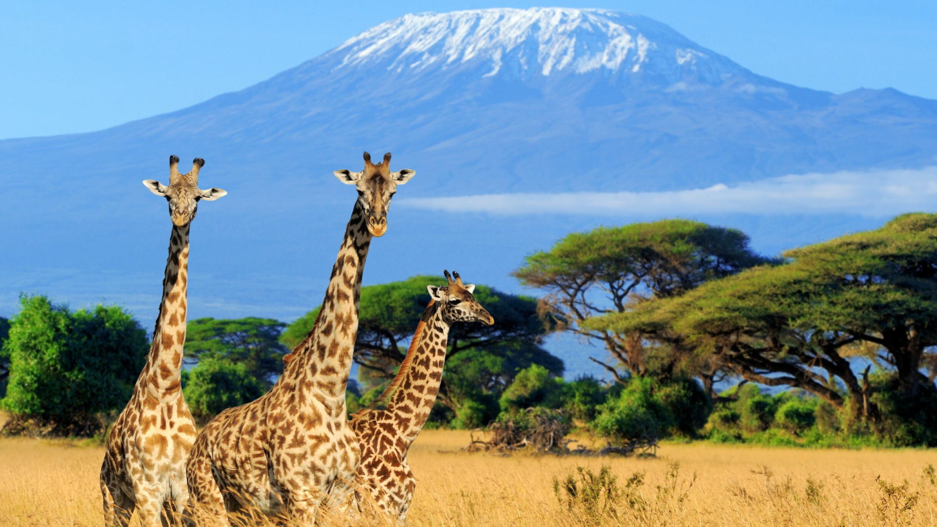 Kilimanjaro National Park Wildlife Viewing