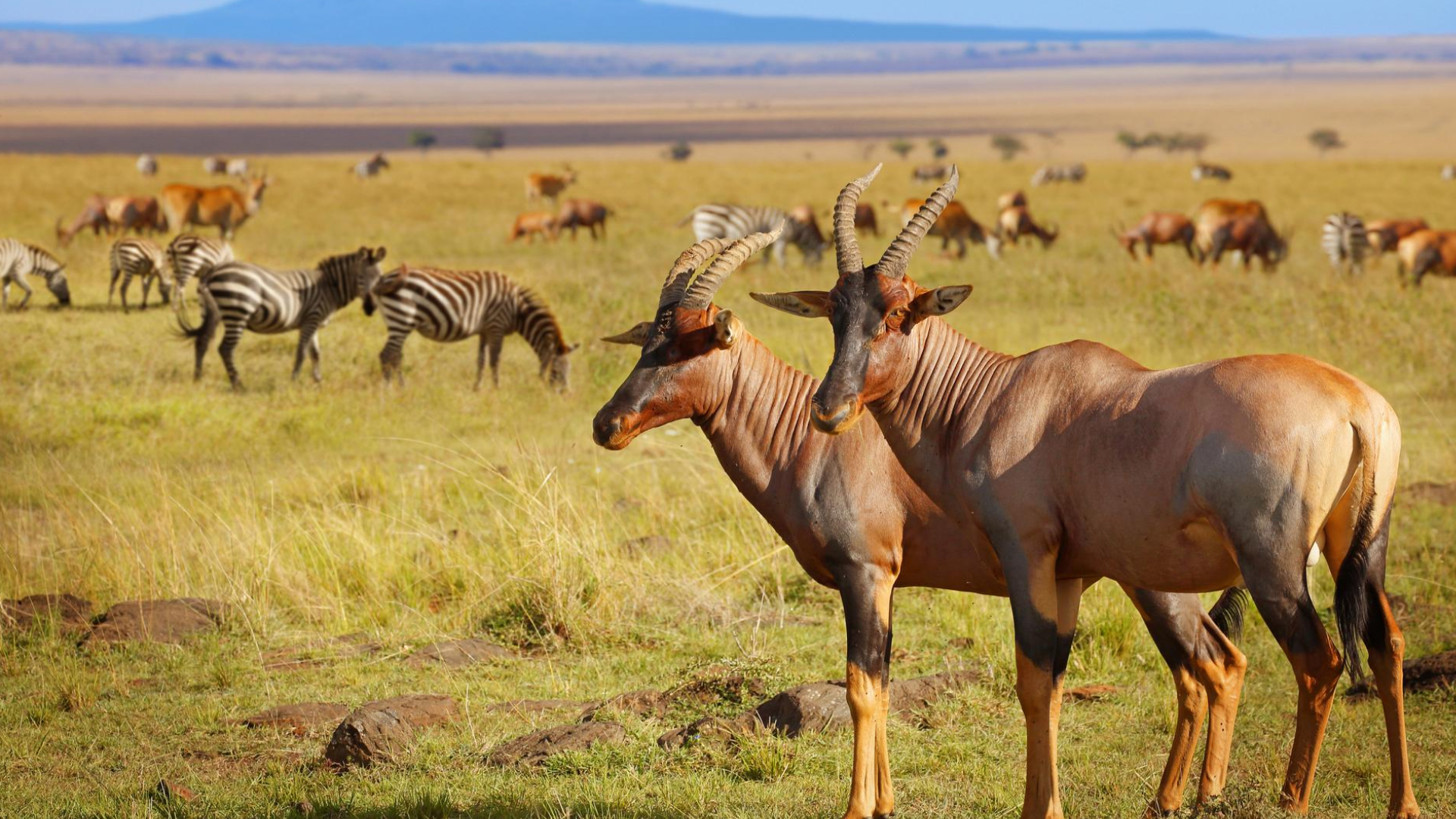 Kilimanjaro National Park Wildlifes