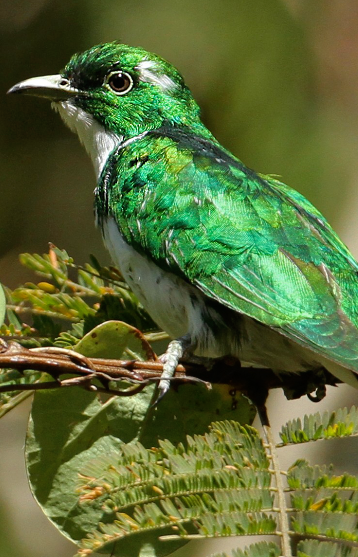 Highland Bird Watching in Kilimanjaro National Park