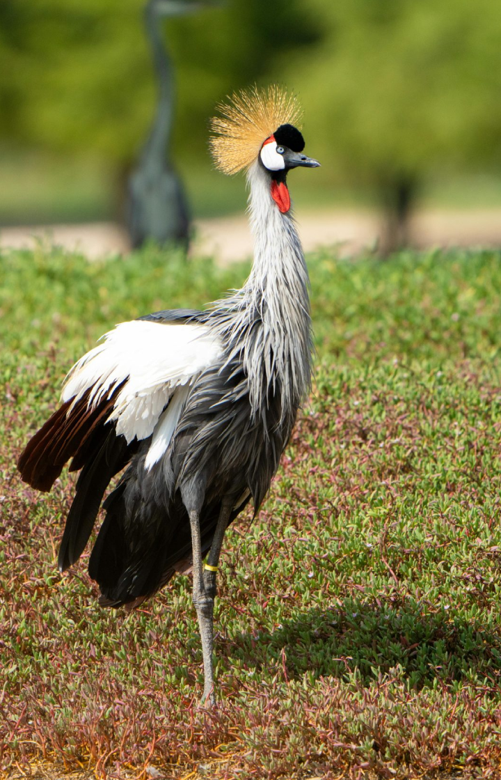 Lake Bunyonyi  Bird Watching